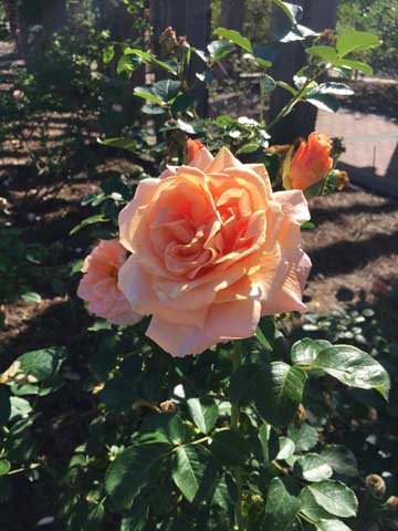 Beaumont Botanical Gardens 